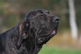 FILA BRASILEIRO 084